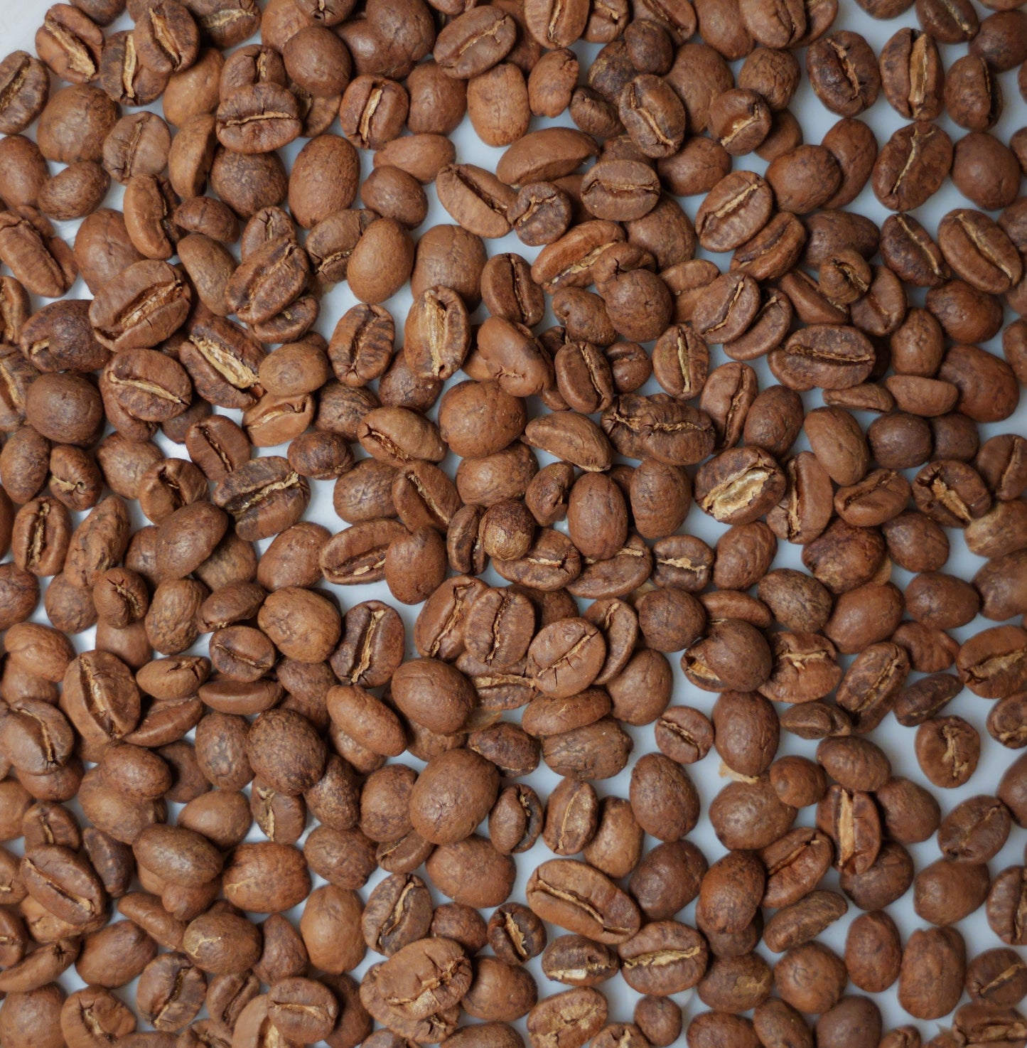 NUEVO - COLOMBIA - FINCA LA GABRIELA